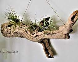 Driftwood Wall Art Large 35 Inch Driftwood Planter Driftwood Shelf Large Driftwood Pieces Air Plant Dis Driftwood Wall Art Driftwood Art Diy Driftwood Shelf