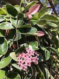 Pin On Hoyas Flowers