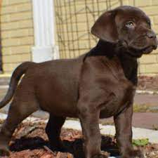 Moose pekar of greendale, mh is a handsome dog. Kimball S Lab Puppies Home Facebook