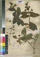 Image result for Rutidea