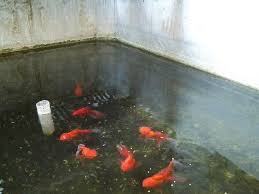 Nah, selain mempunyai keindahan corak dan warna, ikan koi ternyata juga dipercaya bisa membawa hoki atau keberuntungan untuk pemiliknya. Gambar Kolam Ikan Mas Di Lahan Sempit Dari Batu Alam Lengkap Filter