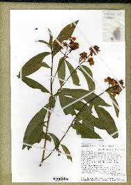 Image result for Campylospermum