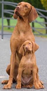 pin von pyle auf viszlar vizsla welpen tiere hund coole hunde