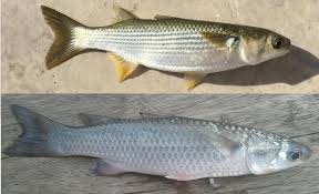 Kenali Ikan Belanak Umpan