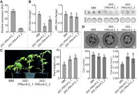 Its exact composition is highly variable and depends on many factors such when the texture of plant cell walls is loosened by expansins, it becomes more accessible for a variety of plant derived enzymes, which are involved. A Diverse Member Of The Fungal Avr4 Effector Family Interacts With De Esterified Pectin In Plant Cell Walls To Disrupt Their Integrity Science Advances