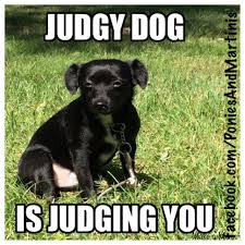 Judgy Dog Is Judging You Funny Animals Dogs Animals