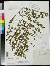 Image result for Craterosiphon quarrei