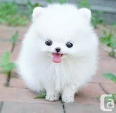 Cok Tatli Yavru Kopek Pomeranian Yavrusu Kopek
