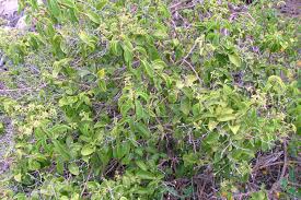 Image result for Pereskia aculeata