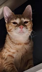 Discover the magic of the internet at imgur, a community powered entertainment destination. My Kitty Did The Pathetic Meme Pose Album On Imgur