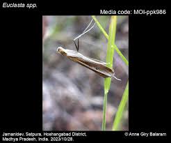 Image result for Euclasta