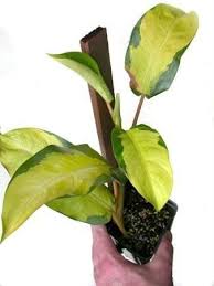 Golden Variegated Aroid Philodendron Thai Sunrise Unusual Plants Plants Philodendron