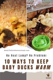 How To Set Up A Duckling Brooder – Crooked Chimney Farm