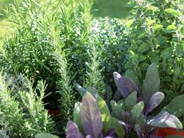 Quick design ideas for your front yard herb garden try a checkerboard. Herb Garden Layout Learn About Different Herb Garden Designs