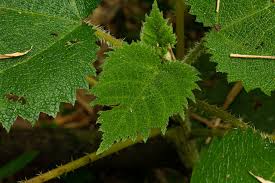 Image result for Girardinia bullosa