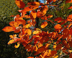 Für hobbygärtner ist im herbst viel zu tun: Herbst Wikipedia