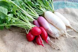 How to Plant and Grow Radishes | Gardener's Path