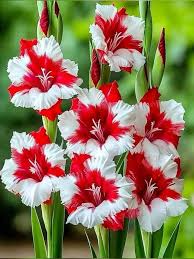 Image result for Gladiolus unguiculatus
