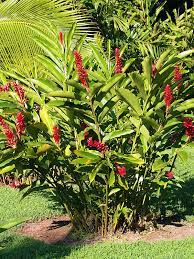 Its size can be roughly 8 inches (20cm) in height and 6 inches (15cm) in width. Lg Petite Red Ginger Plant Alpinia Purpurata Urban Tropicals