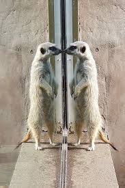 Mirror Mirror On The Wall Who Is The Fairest Meerkat Of All Meerkat Funny Animal Pictures Animal Habitats