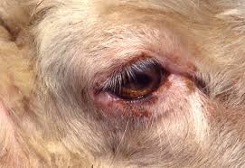 Image result for Trombicula autumnalis bites