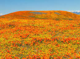 A naturalized crop of the vivid orange flowers, the california poppy, eschscholzia californica, flowering, in the antelope valley california poppy reserve papaveraceae. 10 Best Places To See Wildflowers In The Usa This Spring And Summer
