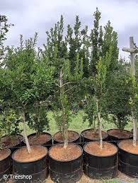 Image result for Ilex mitis