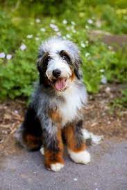 We did not find results for: 12 Australian Mountain Doodles Ideas Doodles Puppies Bernedoodle