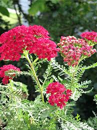 How to keep cut flowers fresh (almost) forever. Achillea Looks Beautiful Has Healing Power