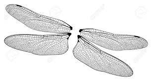 Awesome Dragonfly Wings Clipart Insect Wings Dragonfly Images Dragonfly Wings