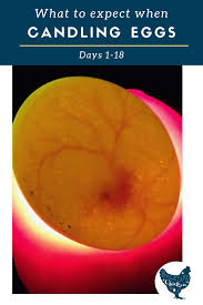 Apr 06, 2019 · how to candle eggs first candling: How To Candle Eggs Hatching Chicks Day By Day Artofit