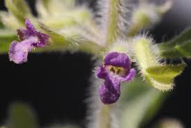 Image result for Endostemon tereticaulis