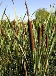 Cattail is a recurring character within the plants vs. Typha Latifolia Broadleaf Cattail Bulrush Cat O Nine Tails Common Cattail North Carolina Extension Gardener Plant Toolbox