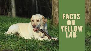 These adorable pups are available for adoption in detroit, michigan. Yellow Lab Complete Guide To The Yellow Labrador Retriever Petmoo