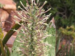 Image result for Sansevieria hyacinthoides