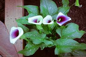 Hardy varieties of calla lily tend to be white and will survive overwintering outdoors in many climates. Calla Lily Zantedeschia Aethiopica Uic Heritage Garden