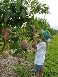 How To Grow A Mango Tree Fairchild Tropical Botanical Garden Mango Tree Mango Plant Fairchild Tropical Botanic Garden
