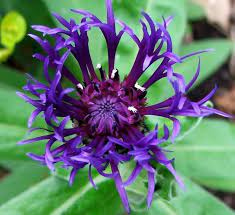 Pin On Types Of Flowers