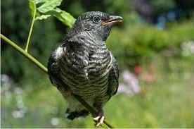 Kuckuck Vogel Im Garten Einheimische Singvogel Tiere