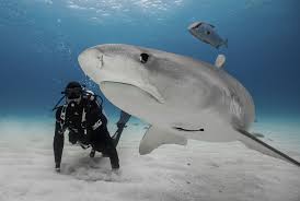 How fast can tiger shark swim at top speeds? 5 Expert Tips For Surviving A Shark Attack Mental Floss