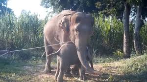 Elephant lovers hit like #babyelephant#elephantslover#naturehub#naturevideos#mindfreenaturevideos#beuatifullelephantvideos#elephants#elephantsphotography#lov. World Animal Protection Reveals Footage Of Horrific Elephant Training Process Known As The Crush Vegworld Magazine