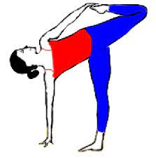 As you exhale, lift your left leg back and hinge forward at the waist, bringing your chest parallel with the ground. Sugarcane Yoga Pose Ardha Chandra Chapasana Sarvyoga Yoga