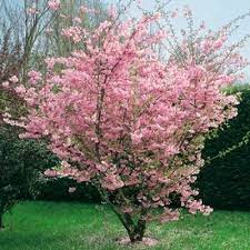 Online orchards shirofugen cherry blossom tree bare root (131) model# flch003. Visen Chloupkata Sakura Accolade Small Trees For Garden Flowering Cherry Tree Garden Trees