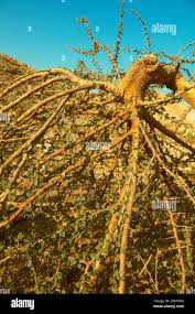 Image result for Acacia gerrardii