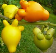 Image result for Solanum mammosum