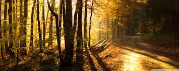 We did not find results for: Beautiful Forest Road Wallpaper 2560x1024 34946