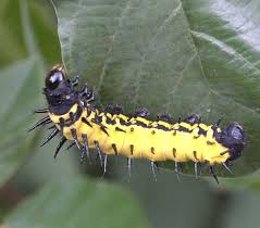 Image result for Neoboutonia melleri