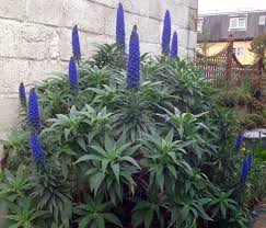 Image result for Echium