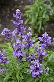 Image result for Salvia farinacea