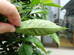 みかんの木に白い虫